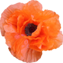 broken-spaceship avatar