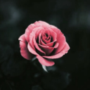 brokenrealitysuggestion avatar