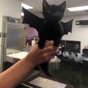 brokensunsets avatar