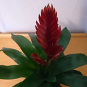 bromeliaddreams avatar