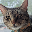 brongusthearcanist avatar