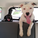 bronxandhudson avatar