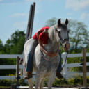 broodmares-and-babies avatar