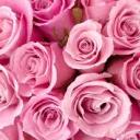 brooke-the-blossom avatar