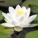 brooklynbotanic avatar