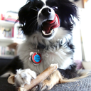 brooklyndogtographer avatar