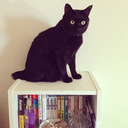 brooklyntailscollective avatar