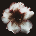 browneyeallure avatar