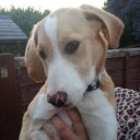 brownie-bear123 avatar