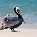 brownpelican73 avatar