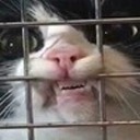 brownpuffball avatar