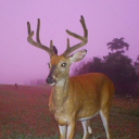 brox-not-a-badger avatar