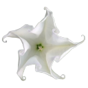 bruabbatruther avatar