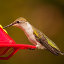 brucefaulkner avatar