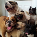 bruisedb0dies avatar