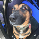 bruiser--brigade avatar