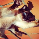 brujolagartija avatar