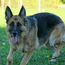 brumbrum-girl avatar