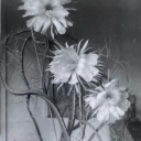 brunette-personality-disorder avatar