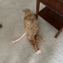 brunettebird95 avatar