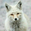 brunotavizon-blog avatar