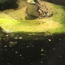 brutusthebereaved avatar