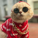 btfabulousgirl-blog avatar