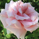 btprincessgirl avatar