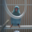 bubbatheparrotlet-blog avatar