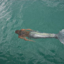 bubblegum-on-my-shoe avatar