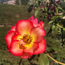 bubblegumbitch404 avatar