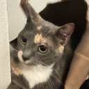 bubblegumgurl82 avatar