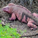 bubblemintiguana avatar