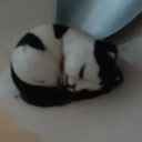 bubbler-the-bubble avatar