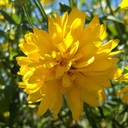 bubbles3482517 avatar