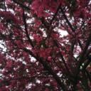 bubbleteab00ty avatar