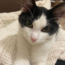 bubenimderdim avatar