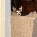 buccaneerblitz avatar