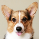 buckbeakthecorgi avatar