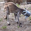 buckethead-kangaroo avatar