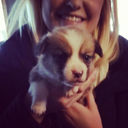 bucketthecorgi avatar