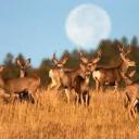 buckingseason avatar