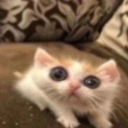 buckshotbuckaroo avatar