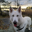 buckythepuppy avatar