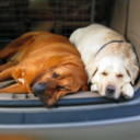 buddy-pal-dude avatar