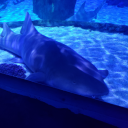 buddyimjustchilling avatar