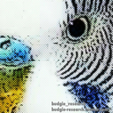 budgie-research-blog avatar