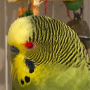 budgies0 avatar