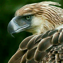 buffeagle-blog avatar