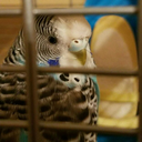 buffythebudgie avatar